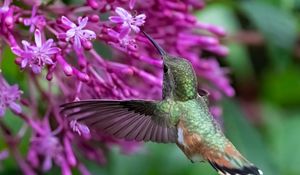 Preview wallpaper caliber, bird, beak, flowers, wildlife