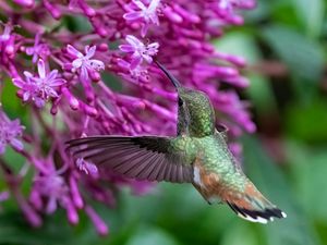 Preview wallpaper caliber, bird, beak, flowers, wildlife