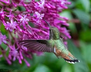 Preview wallpaper caliber, bird, beak, flowers, wildlife