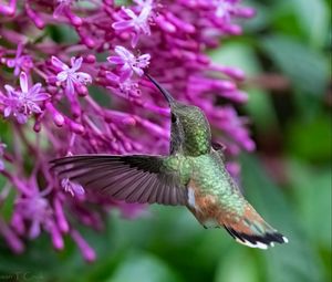 Preview wallpaper caliber, bird, beak, flowers, wildlife