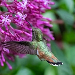 Preview wallpaper caliber, bird, beak, flowers, wildlife