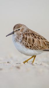 Preview wallpaper calidris, bird, sand, wildlife
