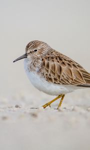 Preview wallpaper calidris, bird, sand, wildlife
