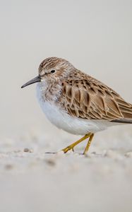 Preview wallpaper calidris, bird, sand, wildlife