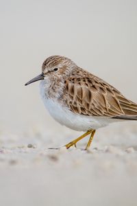 Preview wallpaper calidris, bird, sand, wildlife