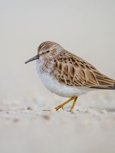 Preview wallpaper calidris, bird, sand, wildlife