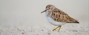 Preview wallpaper calidris, bird, sand, wildlife
