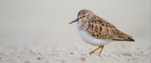 Preview wallpaper calidris, bird, sand, wildlife