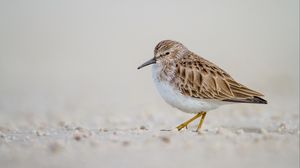 Preview wallpaper calidris, bird, sand, wildlife