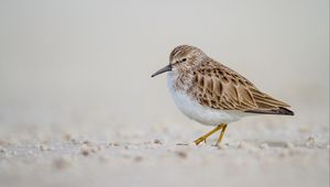 Preview wallpaper calidris, bird, sand, wildlife