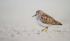 Preview wallpaper calidris, bird, sand, wildlife