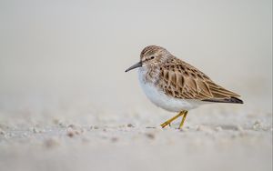 Preview wallpaper calidris, bird, sand, wildlife
