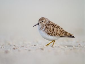 Preview wallpaper calidris, bird, sand, wildlife