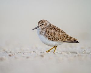 Preview wallpaper calidris, bird, sand, wildlife