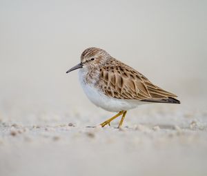 Preview wallpaper calidris, bird, sand, wildlife