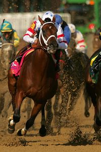 Preview wallpaper california chrome, kentucky derby, dominating fashion