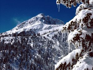 Preview wallpaper california, national park, trees, icicles, snow, mountains