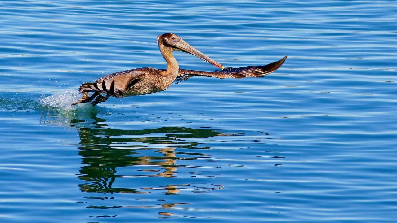 Wallpaper california pelican, water, bird, hunting, fly