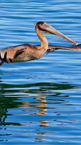 Preview wallpaper california pelican, water, bird, hunting, fly