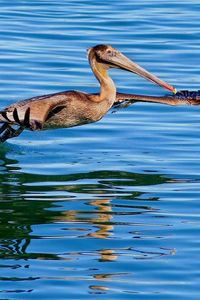 Preview wallpaper california pelican, water, bird, hunting, fly