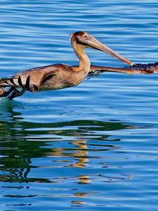 Preview wallpaper california pelican, water, bird, hunting, fly