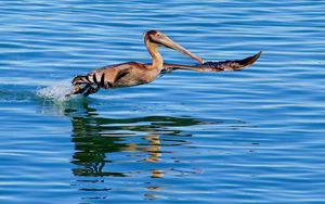 Preview wallpaper california pelican, water, bird, hunting, fly