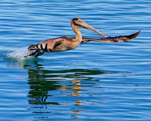 Preview wallpaper california pelican, water, bird, hunting, fly