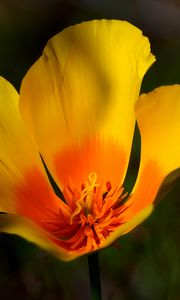 Preview wallpaper california poppy, flower, petals, macro, yellow