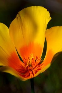 Preview wallpaper california poppy, flower, petals, macro, yellow