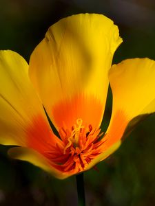 Preview wallpaper california poppy, flower, petals, macro, yellow