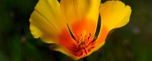 Preview wallpaper california poppy, flower, petals, macro, yellow