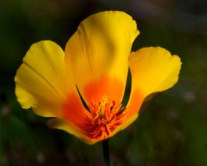 Preview wallpaper california poppy, flower, petals, macro, yellow