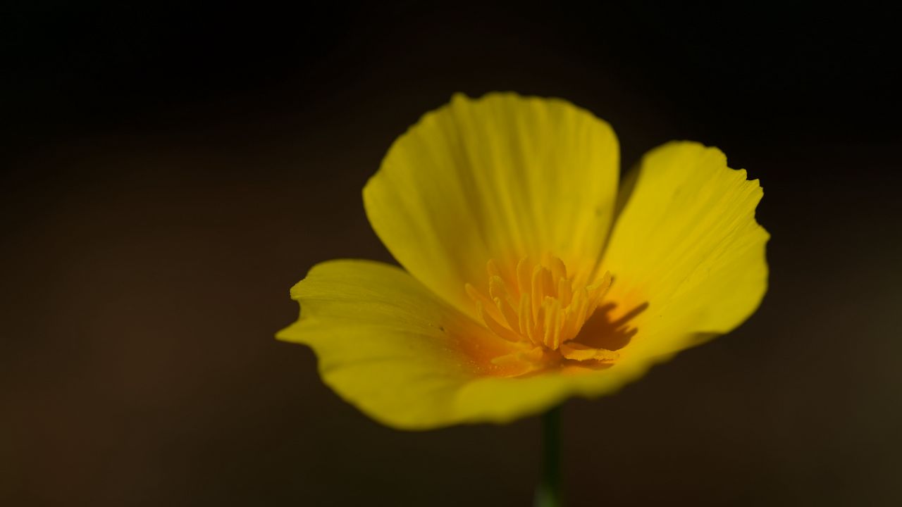 Wallpaper california poppy, flower, plant, petals, bud, macro, yellow