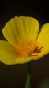 Preview wallpaper california poppy, flower, plant, petals, bud, macro, yellow