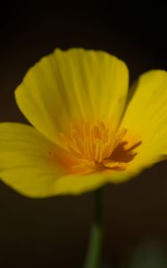 Preview wallpaper california poppy, flower, plant, petals, bud, macro, yellow