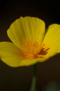 Preview wallpaper california poppy, flower, plant, petals, bud, macro, yellow