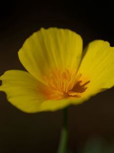Preview wallpaper california poppy, flower, plant, petals, bud, macro, yellow