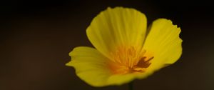 Preview wallpaper california poppy, flower, plant, petals, bud, macro, yellow