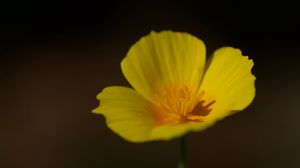 Preview wallpaper california poppy, flower, plant, petals, bud, macro, yellow