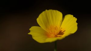 Preview wallpaper california poppy, flower, plant, petals, bud, macro, yellow