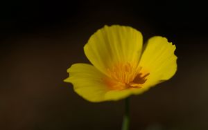 Preview wallpaper california poppy, flower, plant, petals, bud, macro, yellow