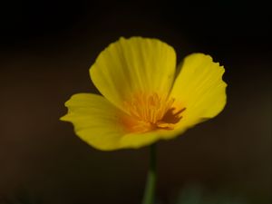 Preview wallpaper california poppy, flower, plant, petals, bud, macro, yellow