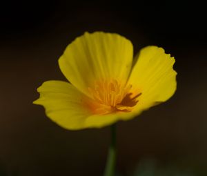 Preview wallpaper california poppy, flower, plant, petals, bud, macro, yellow