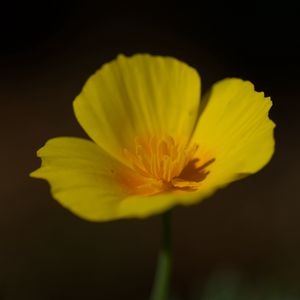 Preview wallpaper california poppy, flower, plant, petals, bud, macro, yellow