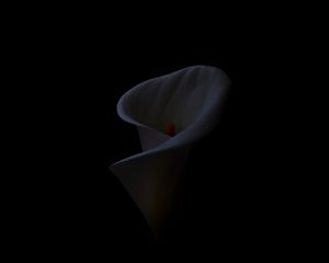 Preview wallpaper calla, flower, black background