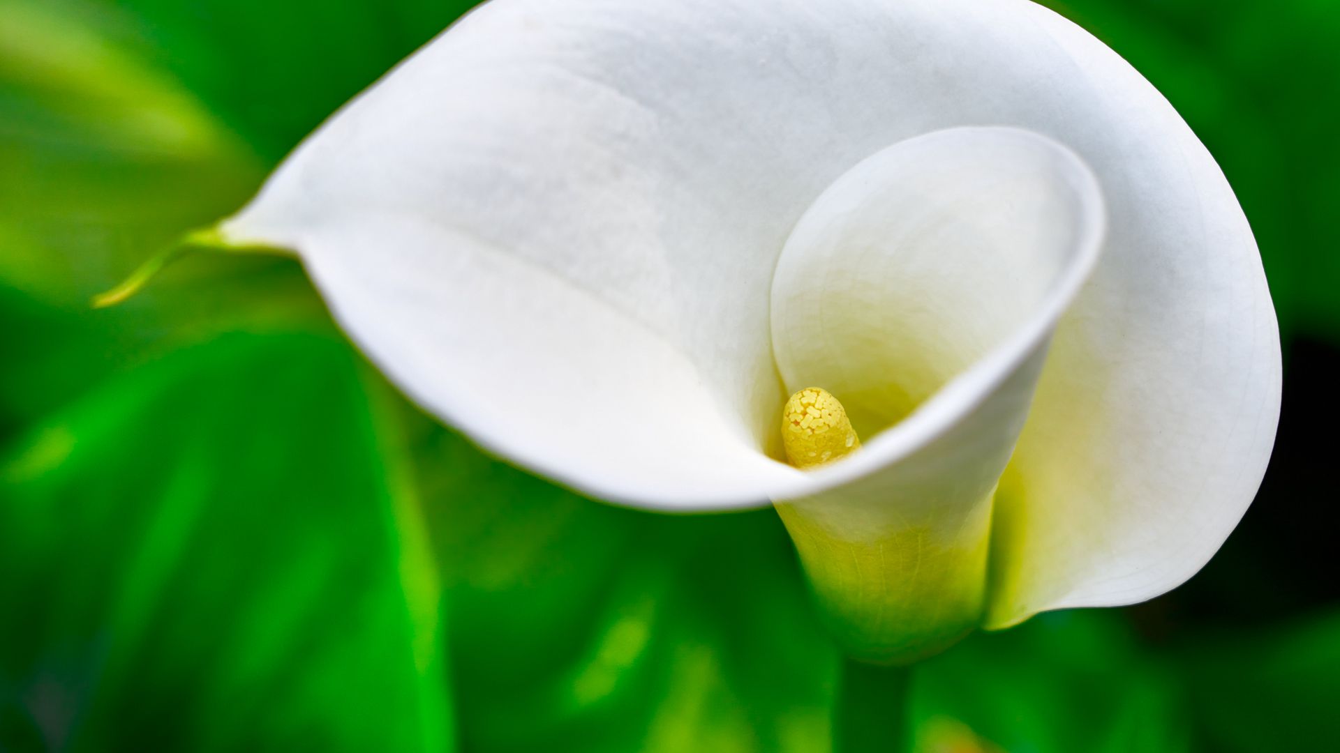 Calla Flower Hd Wallpapers