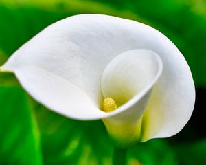 Preview wallpaper calla, flower, bloom, macro