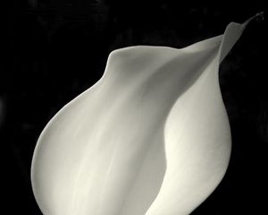 Preview wallpaper calla, flower, curve, white