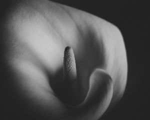 Preview wallpaper calla, flower, macro, black and white