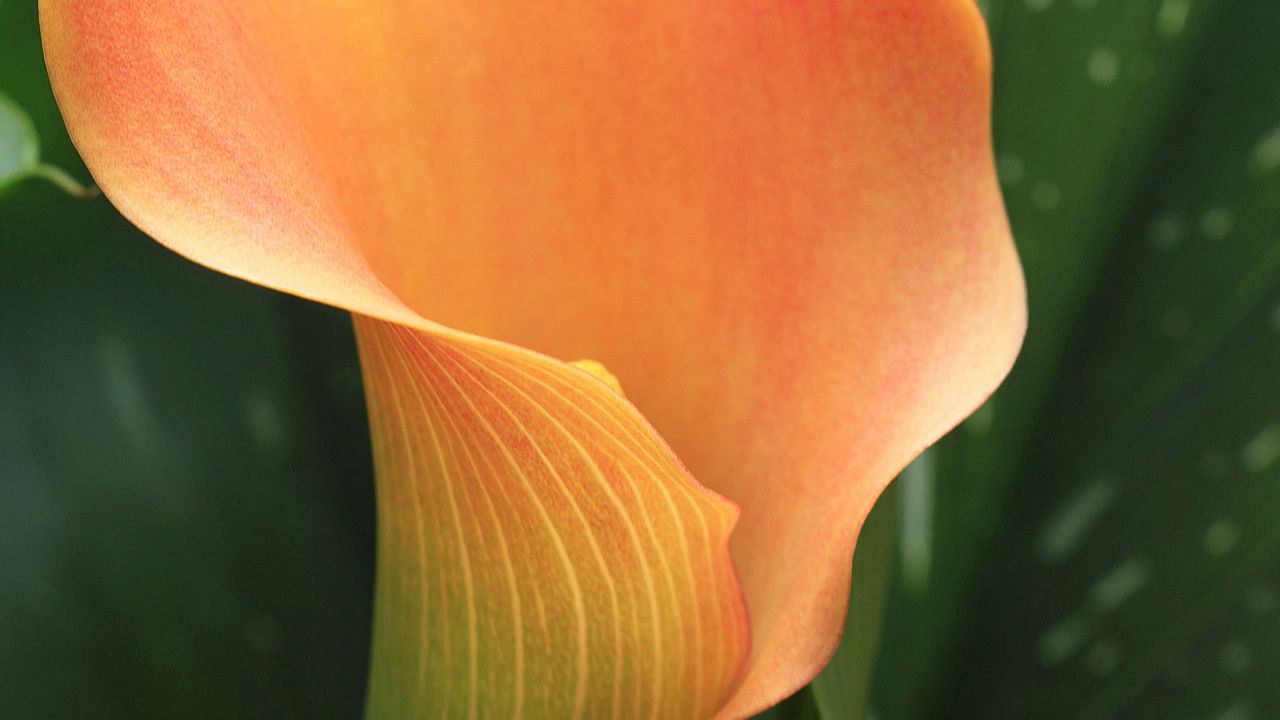 Wallpaper calla, flower, orange, plant